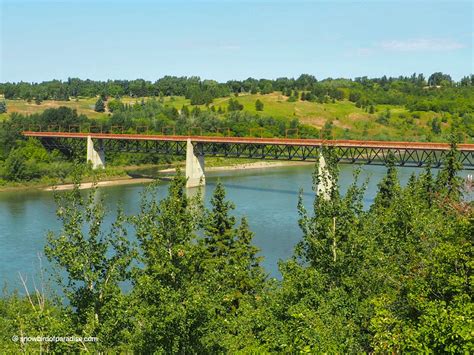 Strathcona Science Provincial Park – Snowbird of Paradise