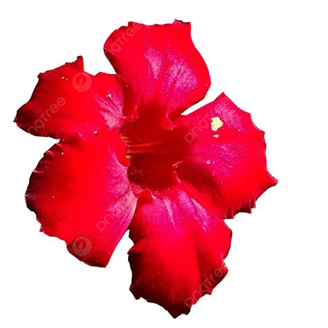 Hermosas Flores Rojas Png Dibujos Flor Rojo Flor Roja Png Y Psd Para Descargar Gratis Pngtree