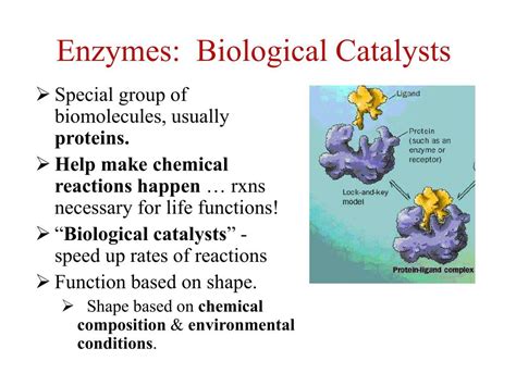 PPT - Enzymes: Biological Catalysts PowerPoint Presentation, free download - ID:5736986