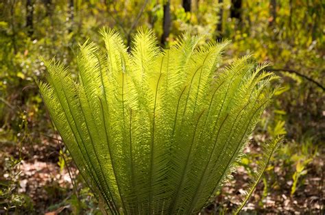 Cycads | Photo, Green colour, My photos