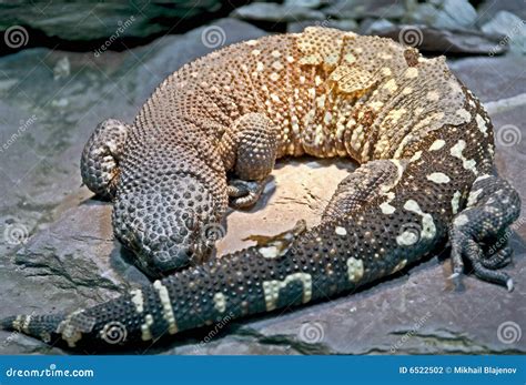 Beaded lizard 2 stock photo. Image of creature, wildlife - 6522502