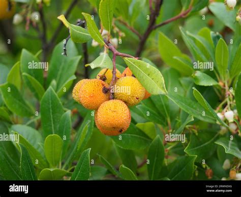 El Arbol De Fresa Fotografías E Imágenes De Alta Resolución Alamy