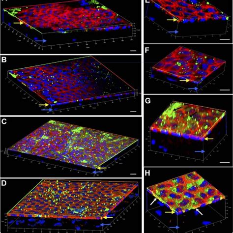 Representative 3 Dimensional Confocal Fluorescence Microscope Images Of