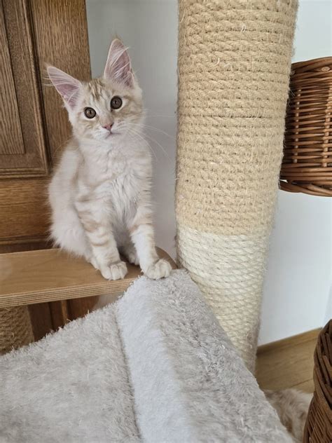 Maine Coon Kitten Mit Stammbaum Monschau Rot Maine Coon Deine