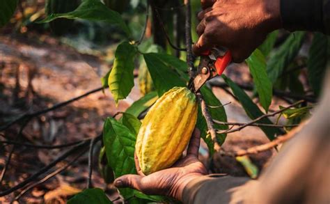 Escasez Impulsa El Precio Del Cacao Por Primera Vez Sobre Los US 10 000