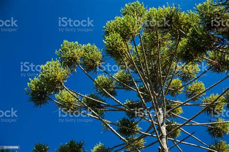 Closeup Of Upper Part Of Araucaria Angustifolia With Sky Background