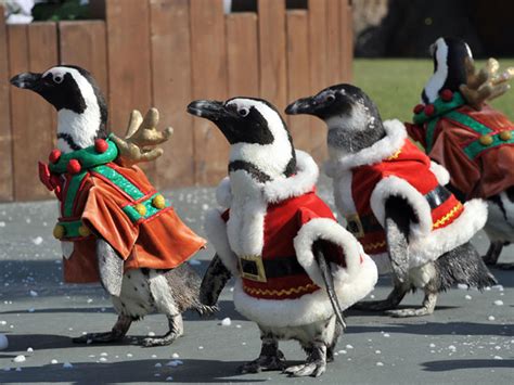 Penguins on Parade - Photo 5 - Pictures - CBS News