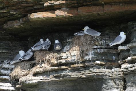 Kittiwakes Sandy Sutherland Flickr