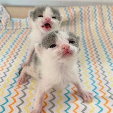 Les Chatons Jumeaux Insistent Pour Rester Ensemble En S Entraidant