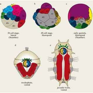 Mesoderm formation and internalisation by epiboly in nereidids (a-c).... | Download Scientific ...