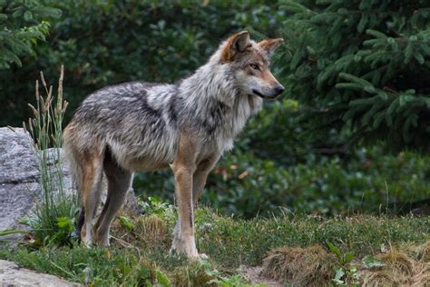 Mexican wolf - Alchetron, The Free Social Encyclopedia