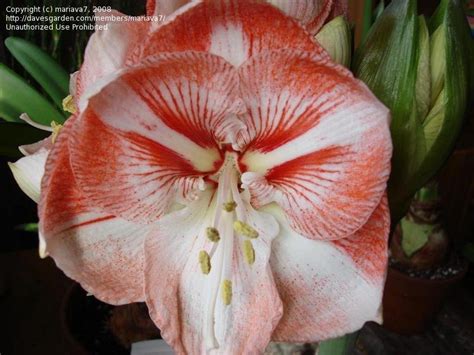 Plantfiles Pictures Amaryllis Vivaldi Hippeastrum By Bsharf