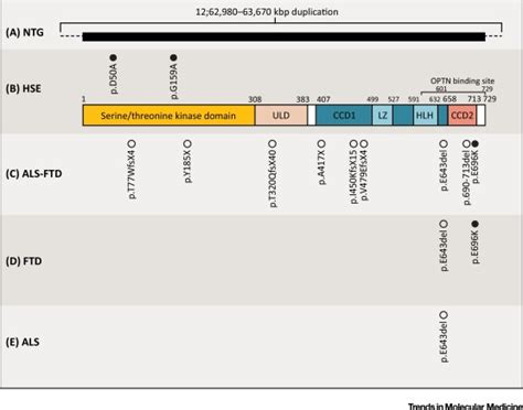 Human Tbk1 A Gatekeeper Of Neuroinflammation Trends In Molecular Medicine