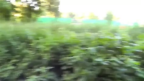 Free Cumface Porn Videos XHamster