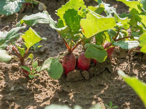 Cómo cultivar rábanos Semillas Vivas S L