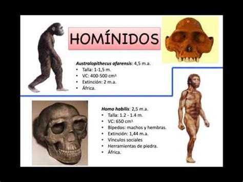 Homínidos El origen del ser humano YouTube