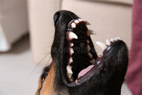 German Shepherd Dog Showing Its Teeth, Closeup Stock Image - Image of ...