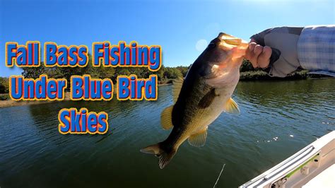 Bass Fishing Fall Bass Fishing Under Blue Bird Skies Lake Fairfield