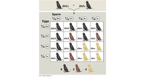 Labrador Color Genetics Calculator – Chimzara Ideas