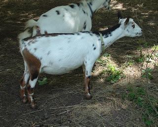 Dancing Angels Nigerian Dwarf Goats BRED DOE IS SOLD DANCING ANGELS