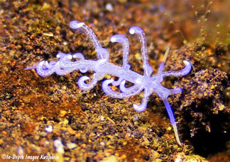 Phyllodesmium Cf Poindimiei Nudibranch Bali