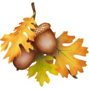 Fall Leaves And Acorns Oak Sprig Acorns Autumn Leaves Autumn Art