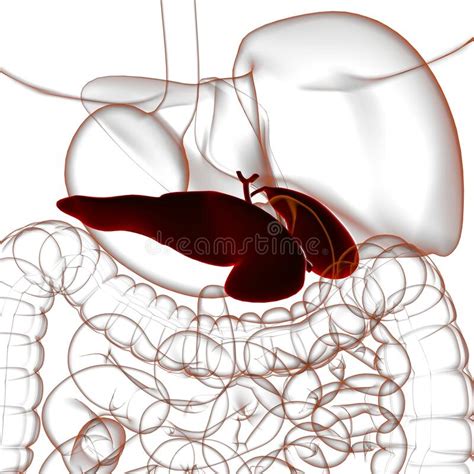 Gall Bladder Human Digestive System Anatomy D Rendering Stock