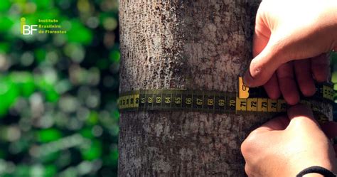 A importância do inventário florestal para o Mogno Africano