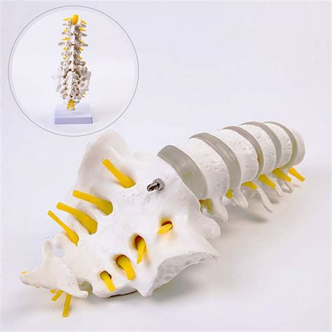 Buy Xieji Anatomical Human Spine Model Consists Of 5 Lumbar Vertebrae