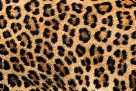 Detail Skin Of Leopard Photos Adobe Stock