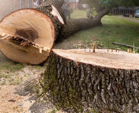 Clean Cut Tree Solutions Affordable Tree Services In Ohio