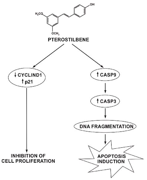 The Potential Mechanism Of Pterostilbene Action On Melanoma Cells