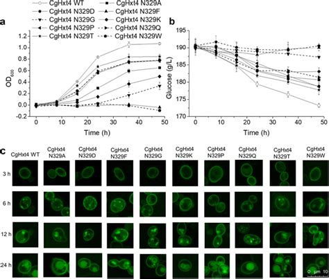 Performance Of Cghxt Mutants A Cell Growth B Glucose Consumption C