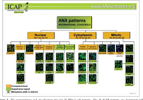 Report On The Second International Consensus On Ana Pattern Icap