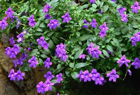 Broválie přiláká pozornost krásně modrými květy