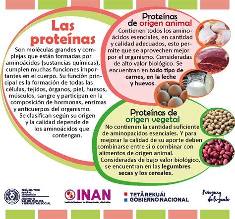 Las proteínas Qué son y para qué sirven INAN