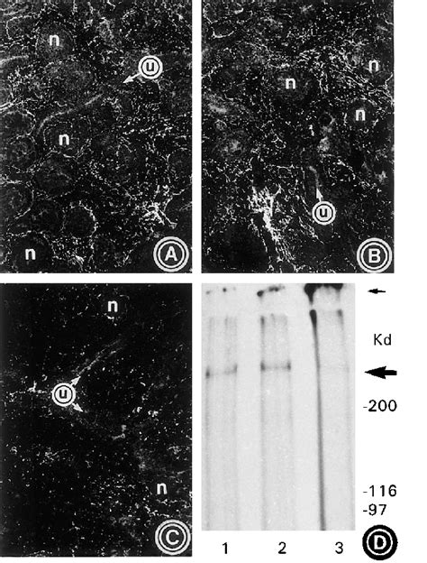 A C Immunofluorescence Photomicrographs Of The Control Untreated A