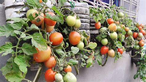 Learn How To Plant Tomatoes With Bottles Easily At Home Grandma S Tricks