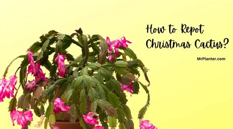 How To Repot Christmas Cactus A Step By Step Guide 2023