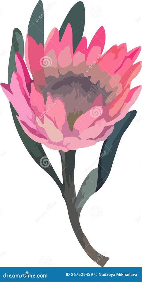 Set Realistic Vector Illustration Of Protea Flowers Tropical King