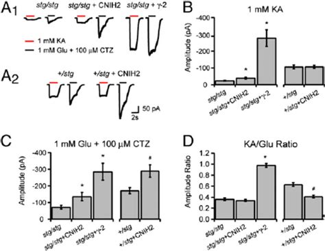 The Effect Of Cnih On Surface Ampar Expression In Stargazer Cgns A