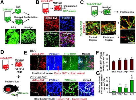 Stromal Vascular Fraction From Adipose Tissue Forms Profound Vascular