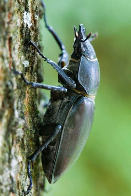 Escarabajo Ciervo Lucanus Cervus Foto Premium