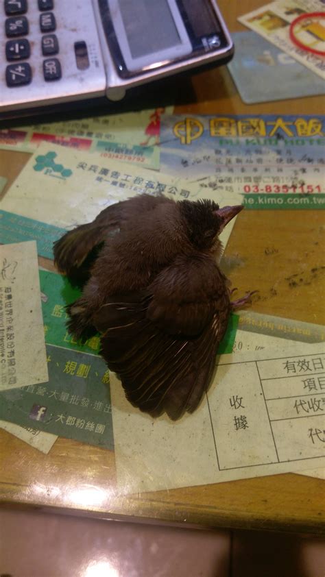 問卦 我家樓梯撿到鳥 請文牠是什麼鳥 Ptthot板 Disp Bbs