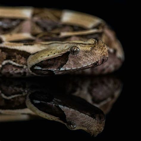 97 best Gaboon viper longest fangs images on Pinterest | Gaboon viper ...