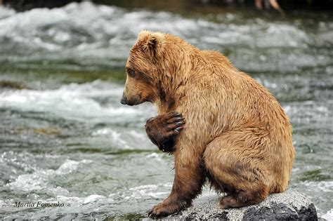 bear, River