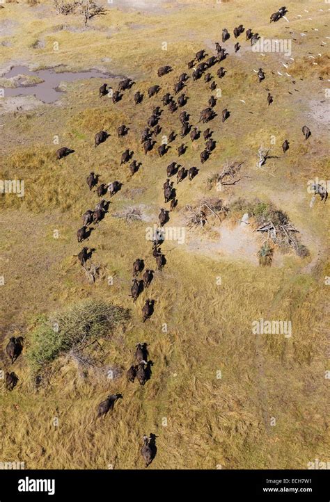 Cape Buffaloes Syncerus Caffer Caffer Roaming Herd Flying Cattle