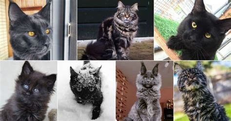 33 Majestic Black Maine Coon Cats You'll Love - MaineCoon.org