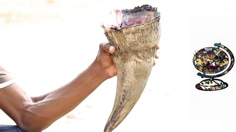 Inside The Rhino Horn Trade Promo Stroop Youtube