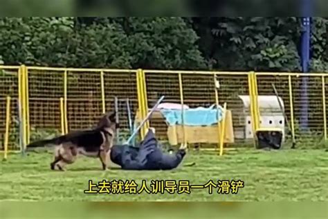 犬界“卧龙”德牧赫兹，长得霸气却是全网最怂